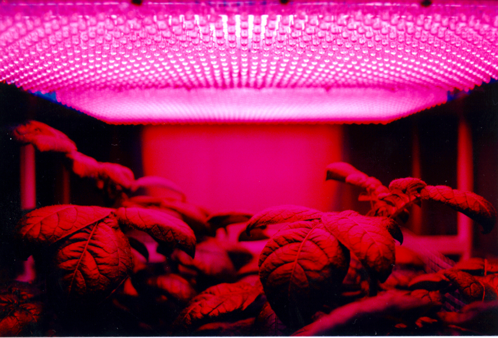 growing plants under an artificial light