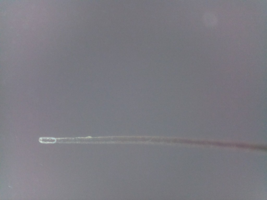 Hair follicle