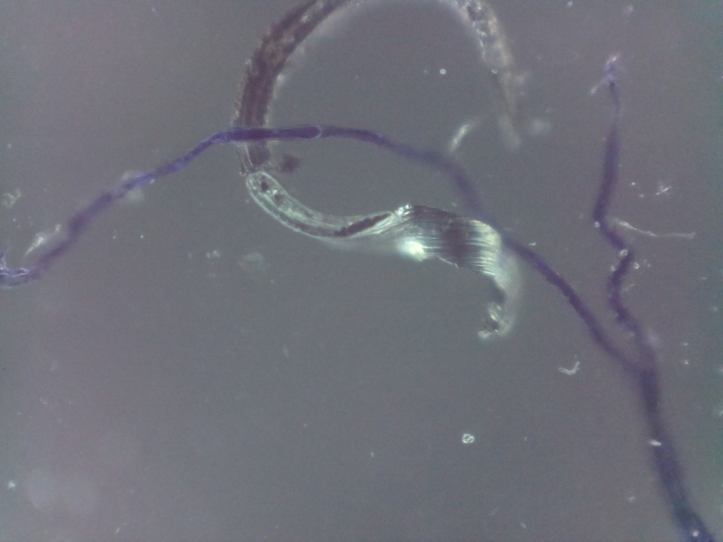 whisker from thread with cloth fibre